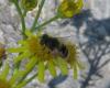 Eristalis arbustorum